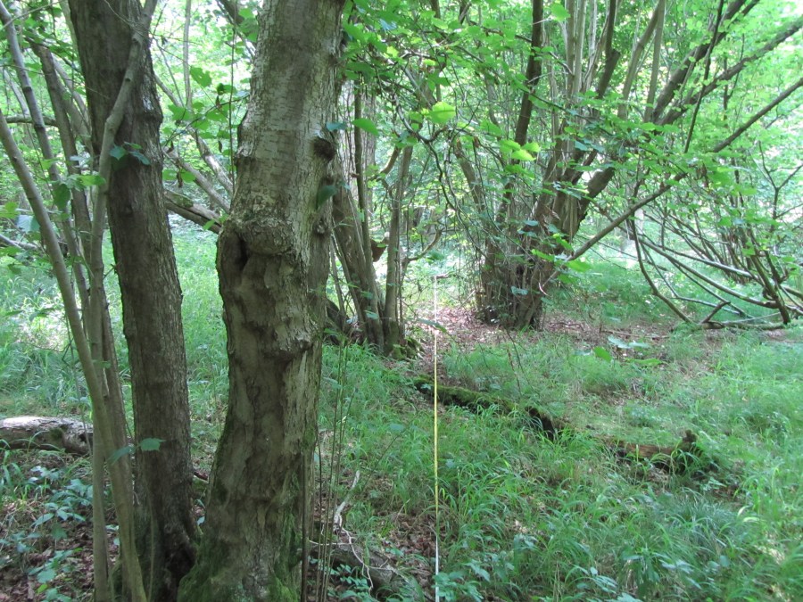 The Woods of&nbsp;Hazel