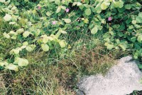 hazel-heather-and-pavement