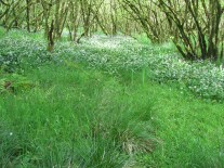 nm7614-14_5-ballachuan-allium-sweep