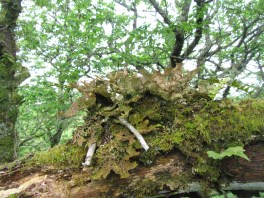 nm7614-14_5-ballachuan-epiphytes-2