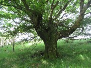 nm7614-14_5-ballachuan-veteran-beech-3