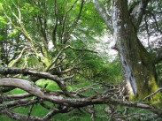 nm7614-14_5-ballachuan-veteran-beech-5