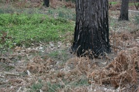 17_4 SU8564 Crowthorne area blackened base 5