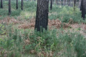 17_4 SU8564 Crowthorne area blackened bases and regen 3