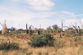 fire area with hulks 5.JPG