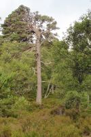 NH4689 15_8 Amat pinewood closed grown tree.JPG