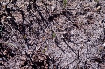 NO4693 86_6 Glen Tanar pine seedling in burnt area.jpg