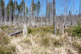 17_4 Bayerischer National Park regen after dieback 4