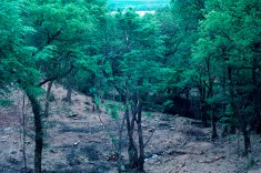 Dalavich deconiferisation 87_5