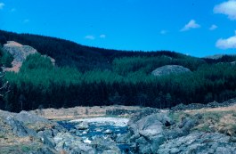 SD2298 81_5 mixed conifer