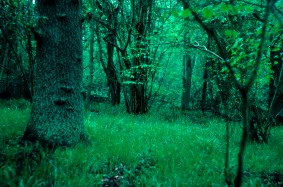 SP8151 82_5 1840s oak fringe