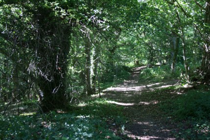 17_8 NZ1986 Cottingwood upper slope 2