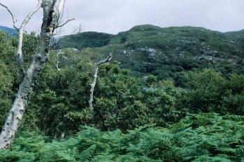 NC1639 81_7 oak canopy