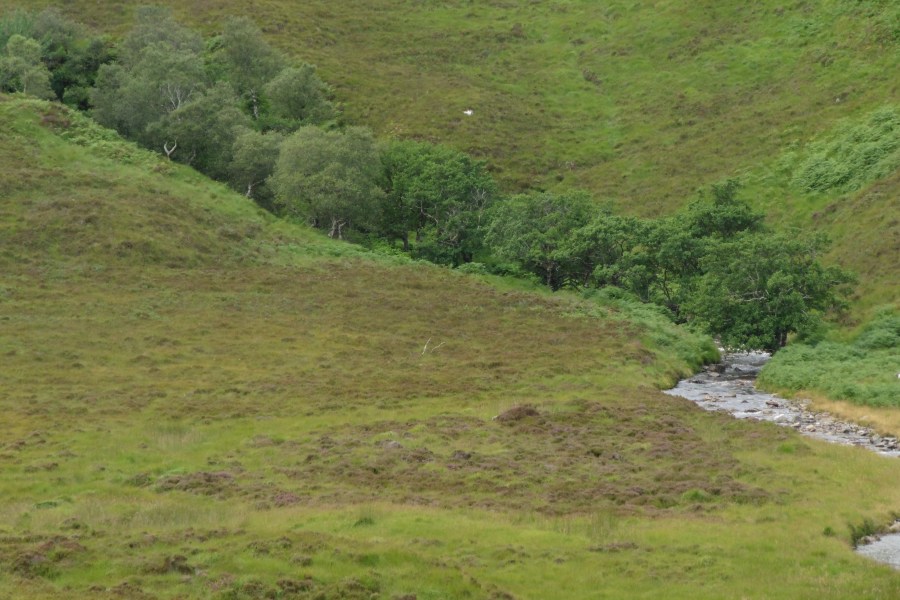 Why do we have less woodland than the rest of&nbsp;Europe?