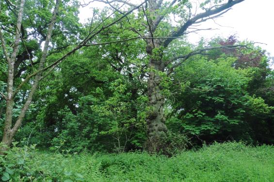 15_5 moribund oak by Marley Wood 1