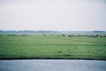 horse herds 2