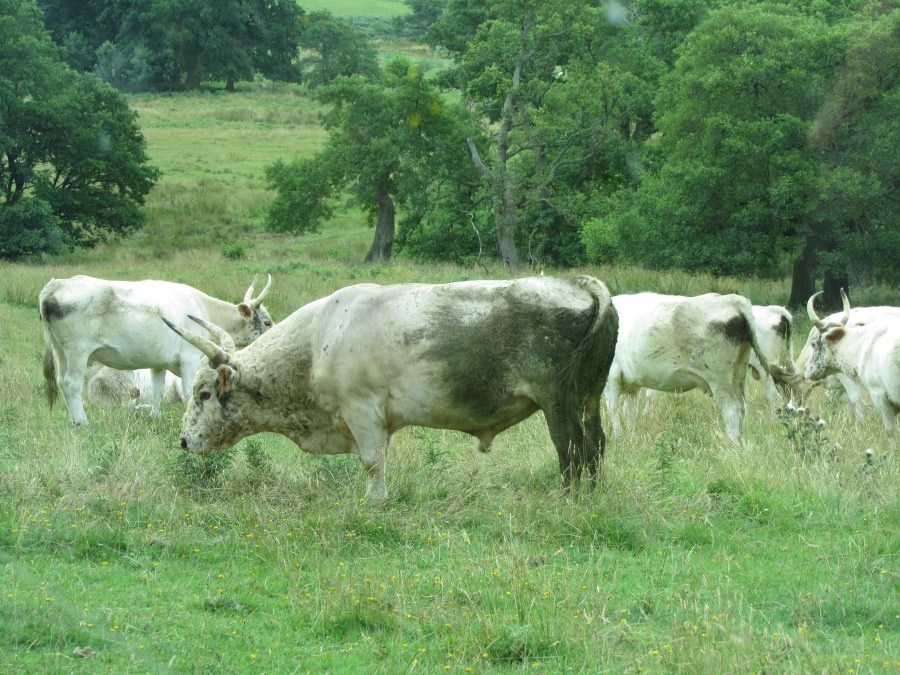 The nature of the first forests in North-west&nbsp;Europe