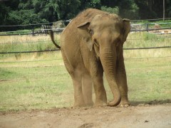 SP9634 13_7 elephant 2