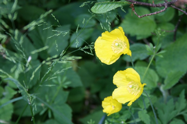 feb 18_6 Urquhart Bay NH5129 welsh poppy 3