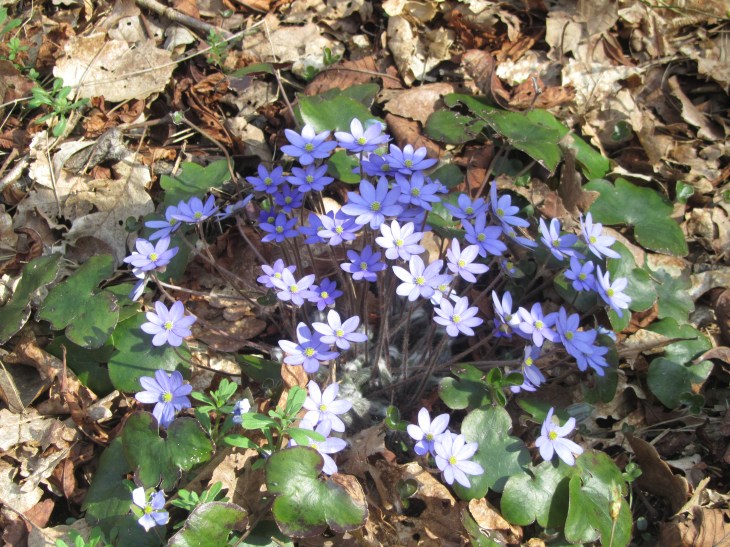 feb Hepatica 15_4 Podyji National Park plateau hepatica