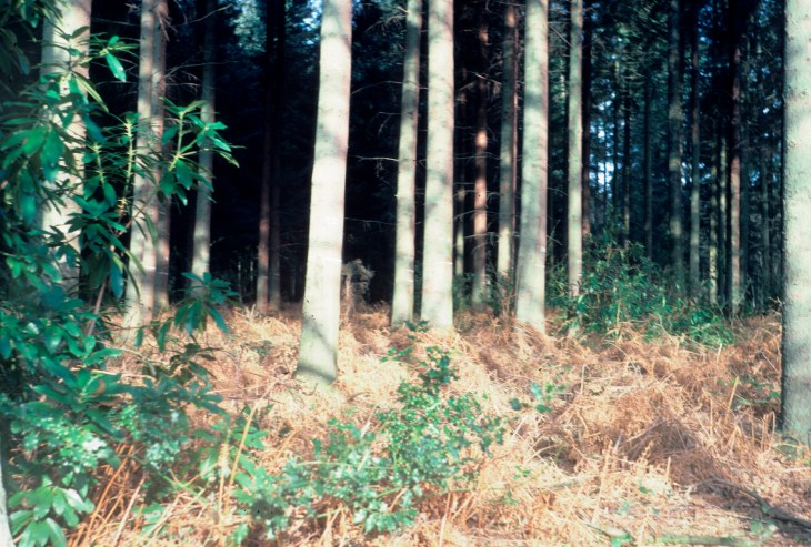 feb TQ7233 83_4 Ovington Norway spruce 3