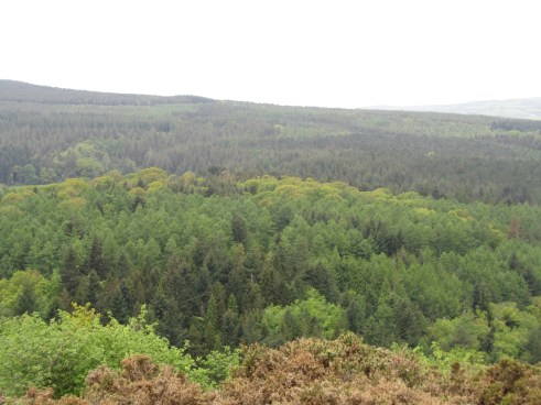 forest landscape SS9842 13 _5 mixed woodland landscape 4