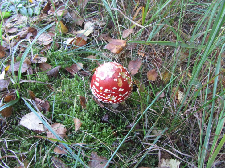13_9 Solling bog fly agaric