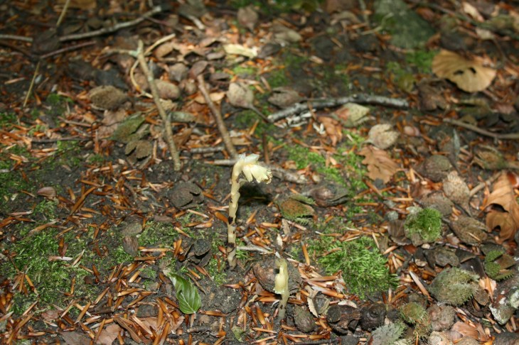 6.27 The Yellow Birdsnest refound at Wytham Woods