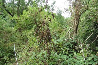 18_8 ash dieback 2
