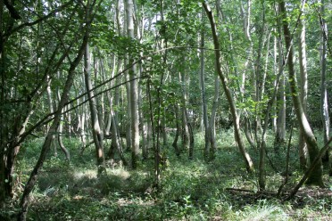 18_8 TL2953 Hayley Wood ash grove former elm (2)