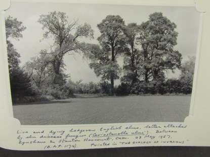 BAP 1174 elms Stanton Harcourt area 1957_5