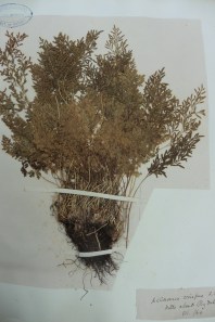 Rydal collection 1864 Cryptogamma crispa