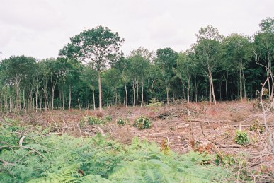 Serious coppice restoration would mean much woodland would be looking like this