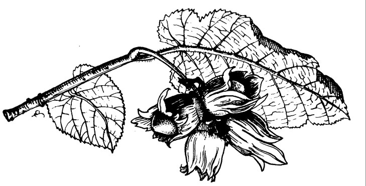 Hazel leaf