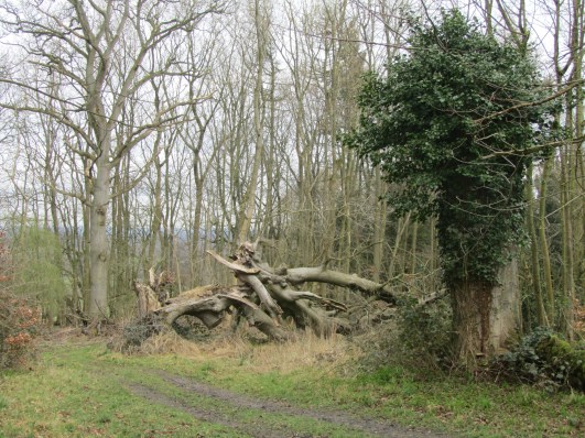 045 15_3 fallen beech