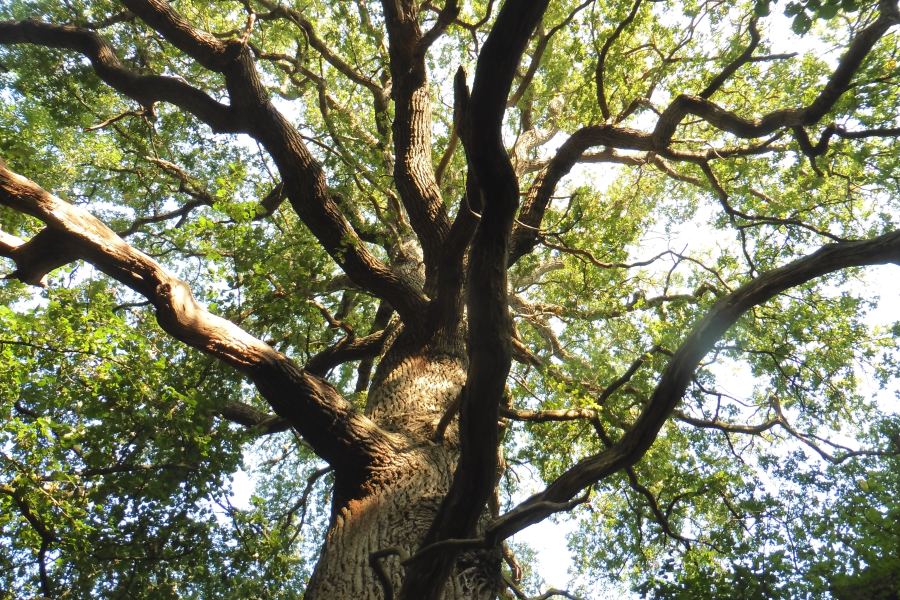 Conserving oak genes