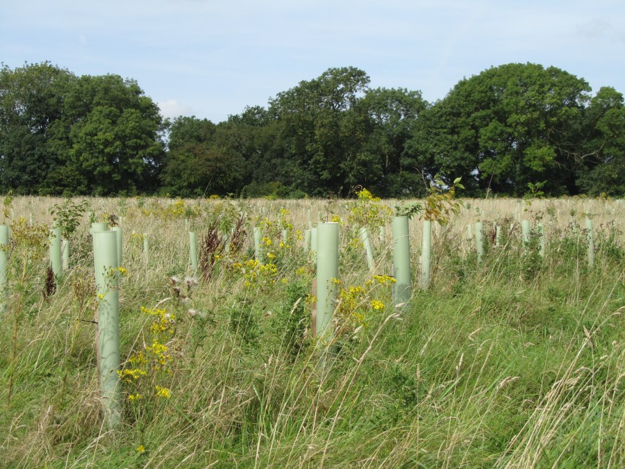 The rise and fall (?) of tree&nbsp;shelters