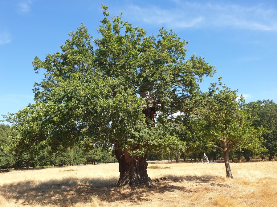 Is irreplaceable the same as&nbsp;valuable?