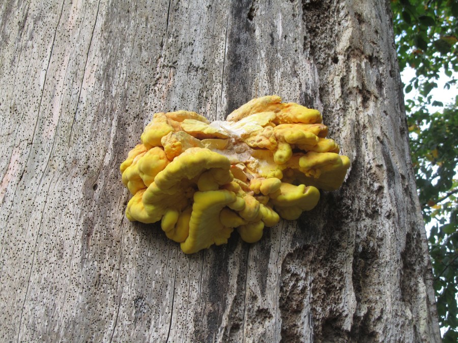 Who ate all the dead&nbsp;wood