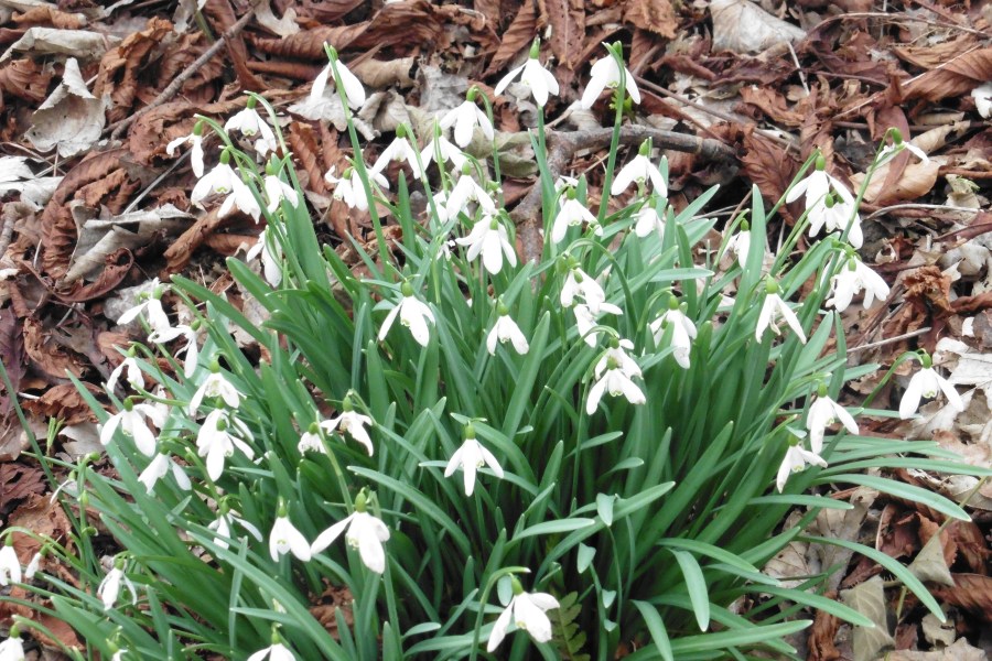 Non-native plants in woodland ground flora in the&nbsp;future