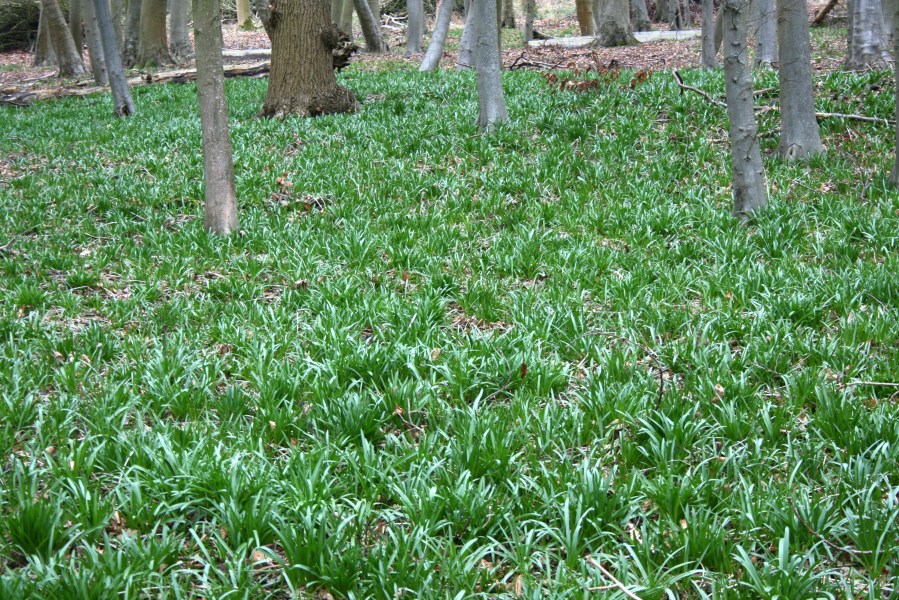 The magic of&nbsp;spring