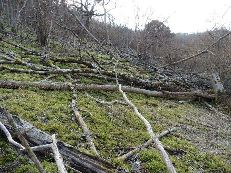 Ash Dieback – fifteen years&nbsp;on
