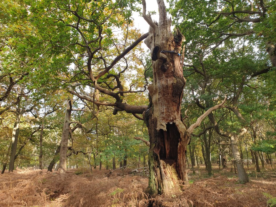 Balanced Ecology